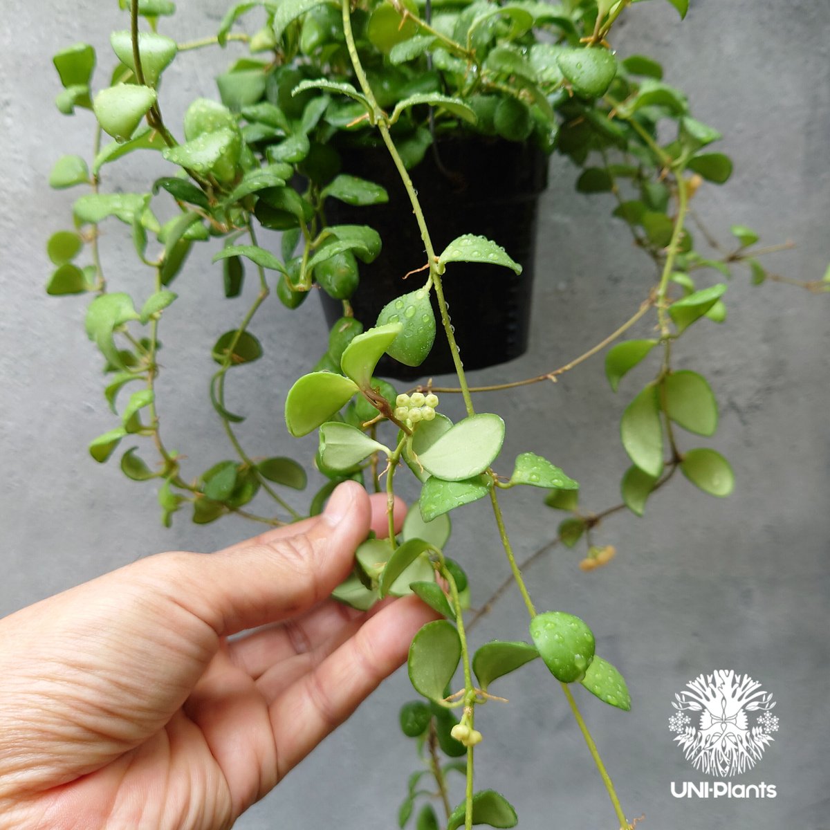 ホヤ サクララン ヘウスケリアナ イエロー Hoya heuschkeliana yellow