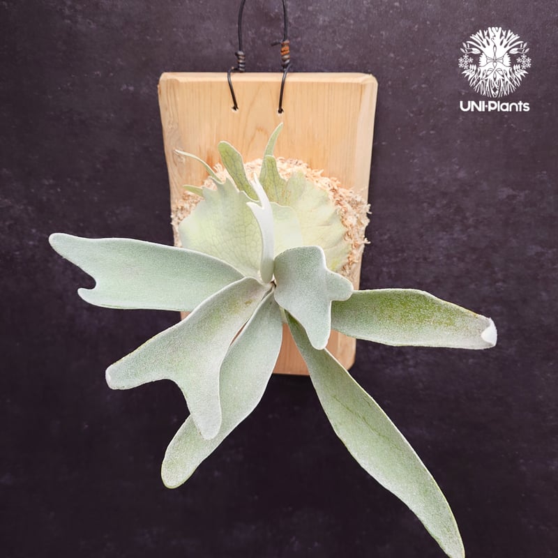 Patycerium veitchii cv. Silver frond ビカクシダ ベイチー