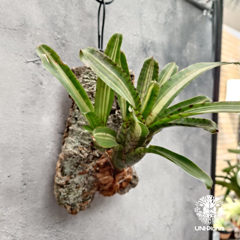 Neoregelia 'Palmares' ネオレゲリア・パルマレス ネオレゲリア Neore