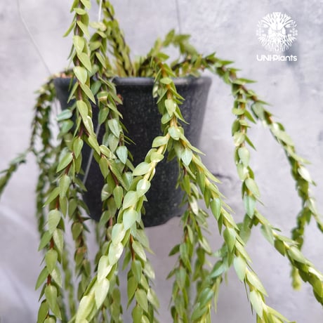 Huperzia spp. フペルジア  Phlegmariurus (フレグマリウルス) 観葉植物 珍奇植物 植物 着生植物 インテリア植物 珍しい シダ植物