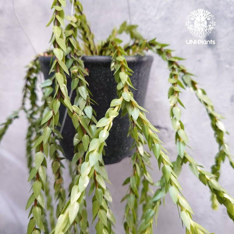 Huperzia spp. フペルジア Phlegmariurus (フレグマリウルス) 観