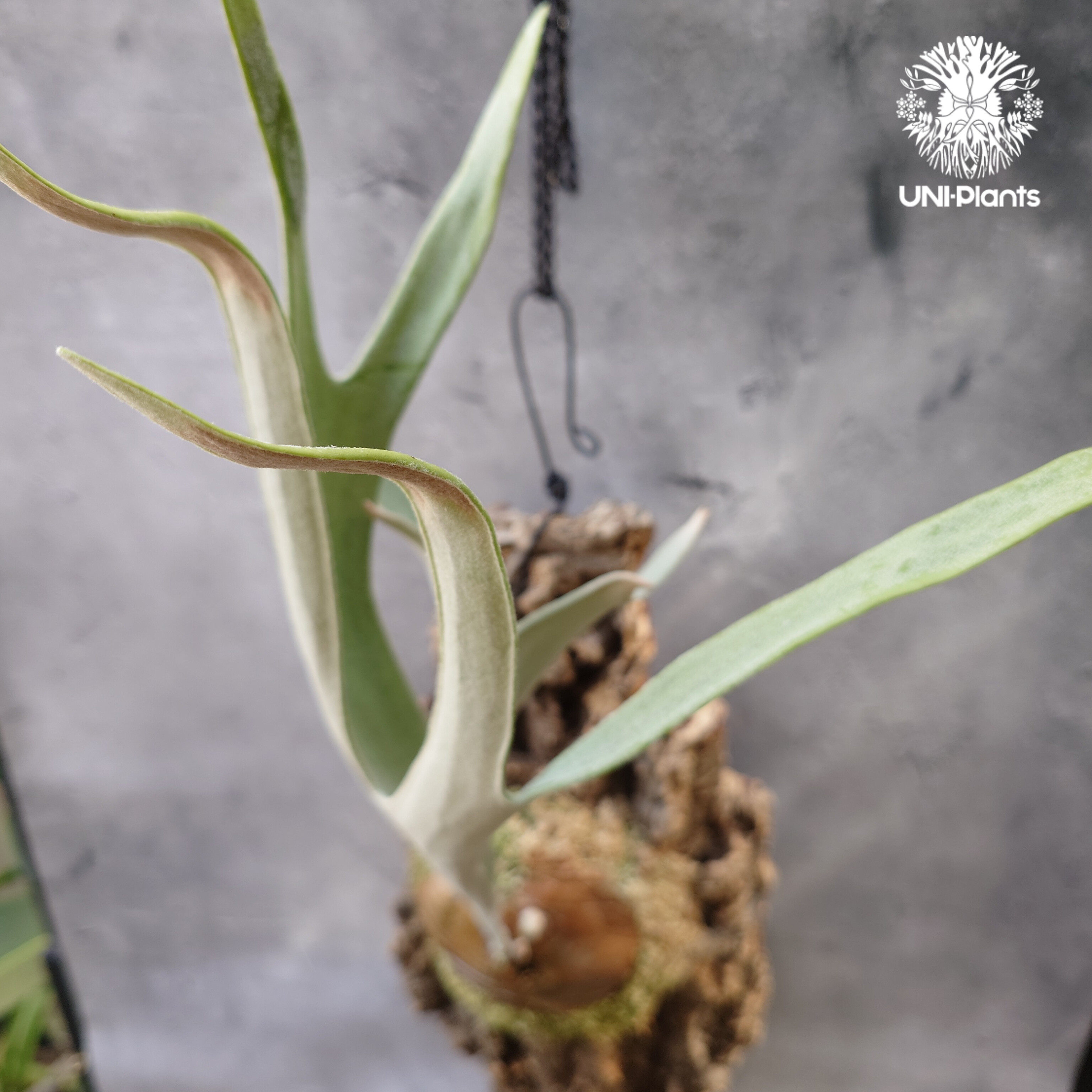 ビカクシダ ベイチー シルバーフロンド Patycerium veitchii cv. Sil