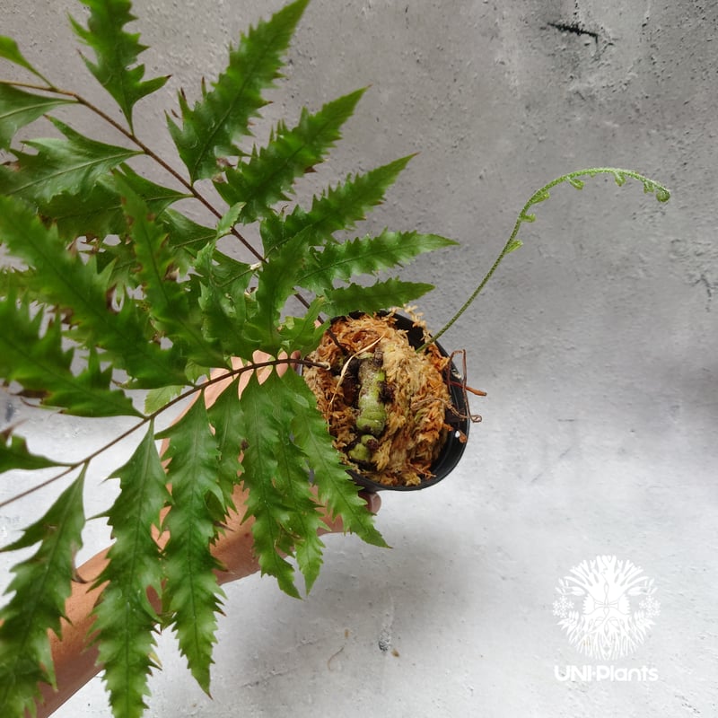 Drynaria rigidula `whitei' ドリナリア·リギデュラ'ホワイティ Drynaria rigidula `whitei' ドリナリア·リギデュラ'ホワイティ
