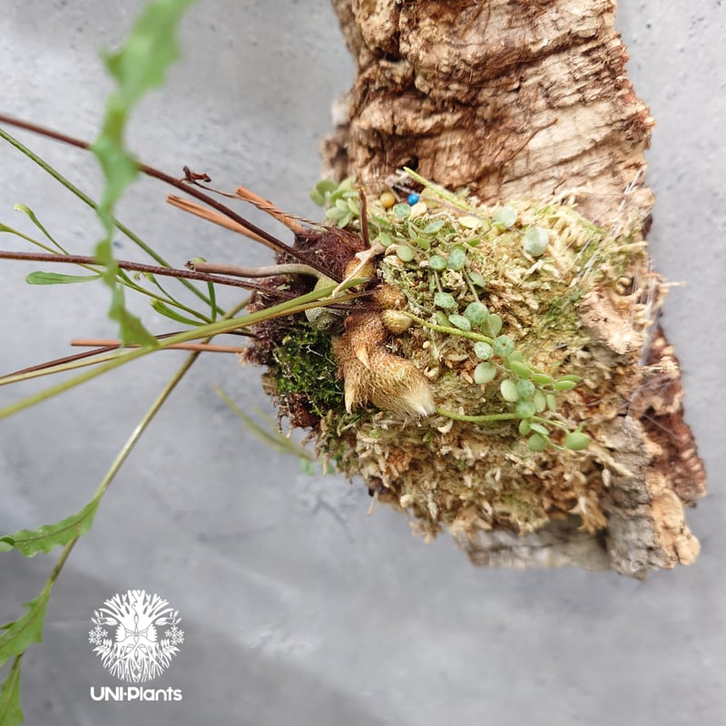 Drynaria rigidula `whitei ドリナリア·リギデュラ'ホワイティ