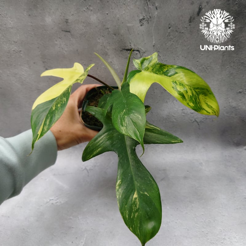 Philodendron Florida beauty variegated フィロデンドロ
