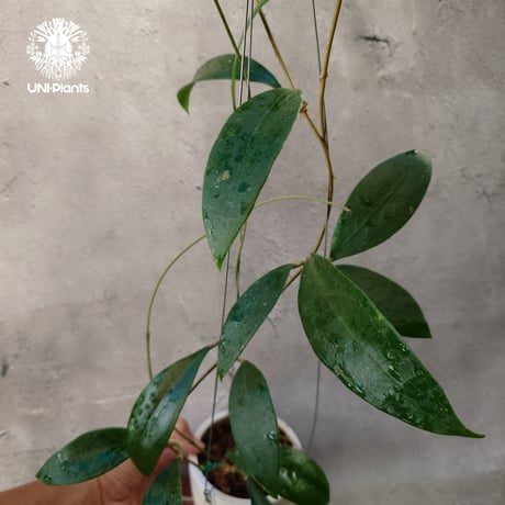 Hoya Parasitica lite pink ホヤ パラシティカ ライトピンク ホヤ植物 ホヤの花 つる性植物 ハンギング植物