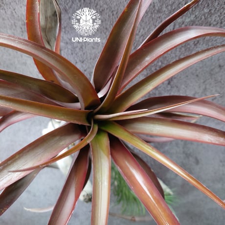 Tillandsia capitata “Marron” with Araujei ティランジア チランジア・カピタータ・マロン With アラウジェイ 珍奇植物 植物 エアプランツ ブロメリア