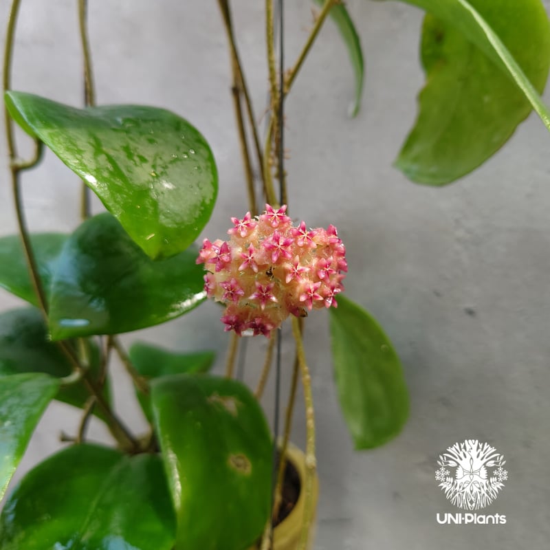 希少! Hoya mindorensis pink ホヤ ミンドレンシス ピンク Hoya M