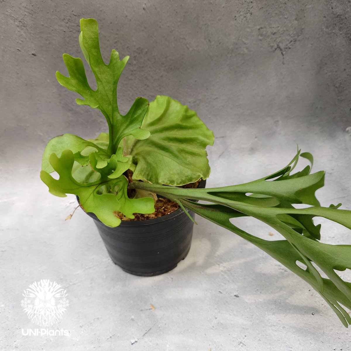 ビカクシダ リドレイ Platycerium Ridleyi コウモリラン ビカクシダ