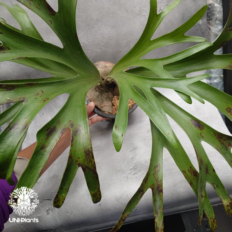 Platycerium alcicorne var.Madagascar ビカクシダ アルシコ