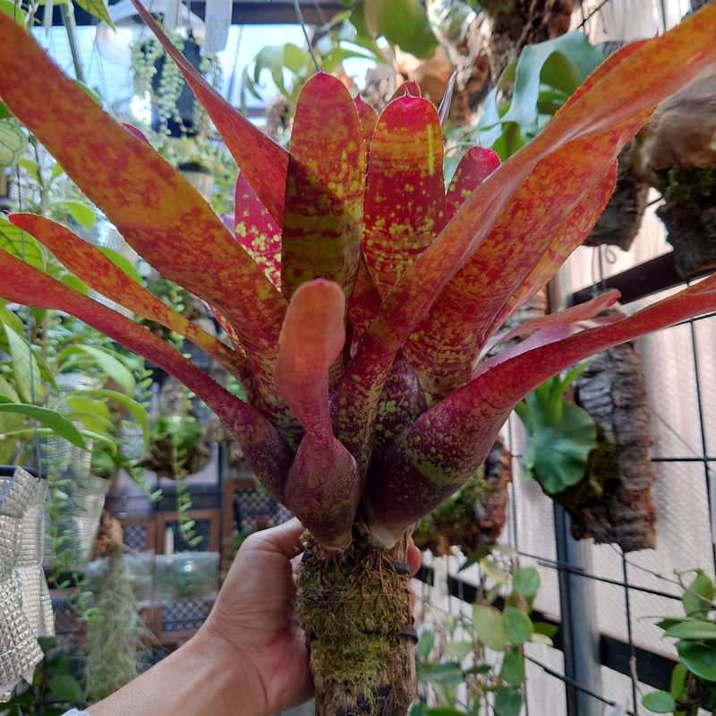 大株 ネオレゲリア ネオレゲリア 大株 【公式通販】