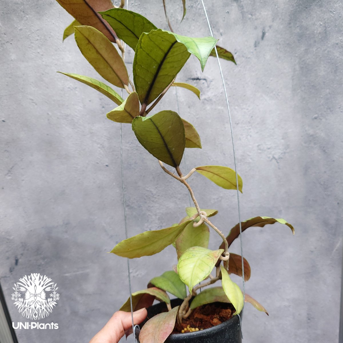 Hoya Gunung gading ホヤ グヌンガディング ホヤ植物 ホヤの花 Hoya p