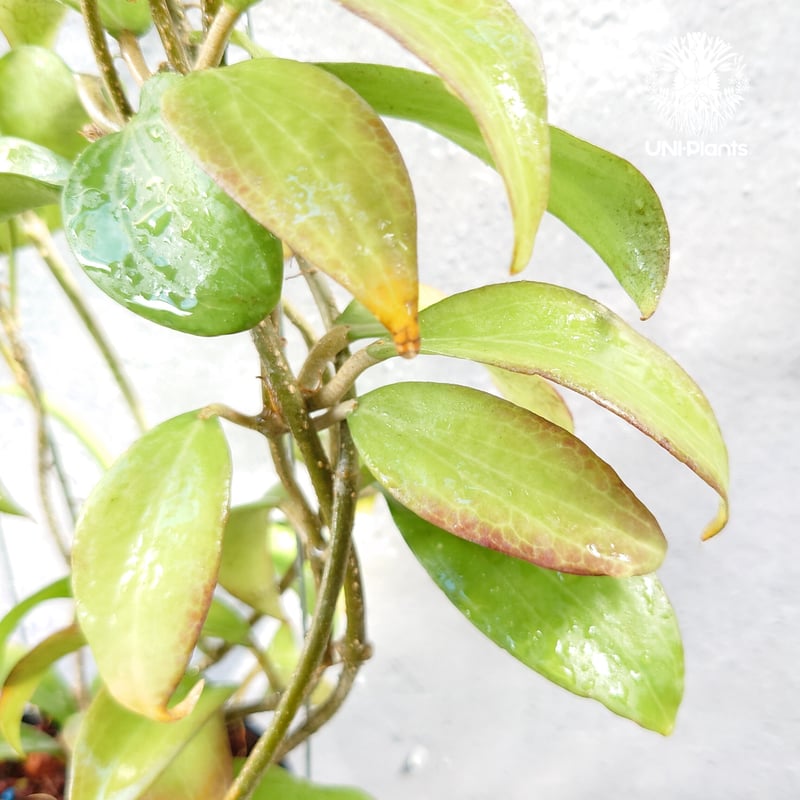 ホヤ メリリー ロングリーフ Hoya merrilli long lesves(red le