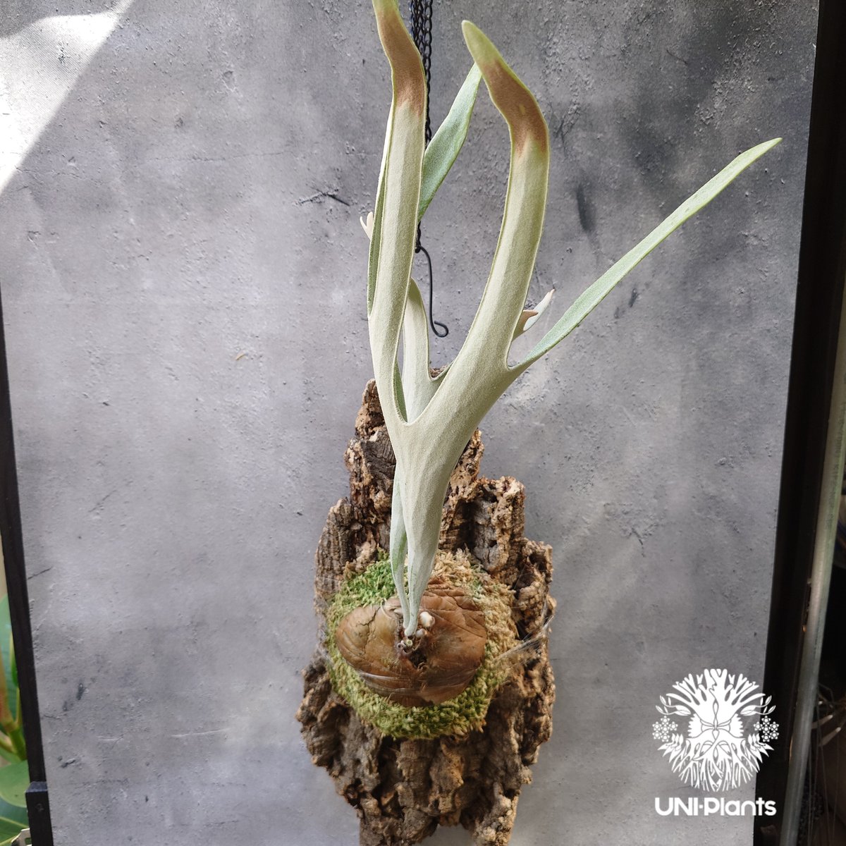 Patycerium ベイチーシルバーフロント pop ビカクシダ ベイチー シルバーフロンド Patycerium veitchii cv. Sil