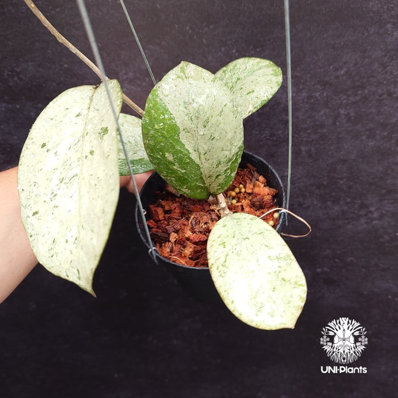 Hoya michelle silver ホヤ植物 ホヤの花 Hoya plants 希少 レ