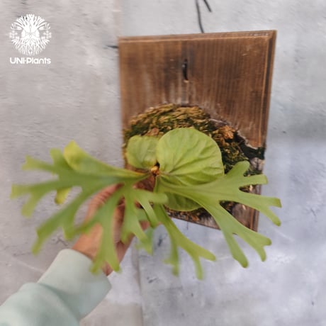 【国内繁殖株・一点物】Platycerium ridleyi | ビカクシダ リドレイ｜ビカクシダ原種｜Platycerium