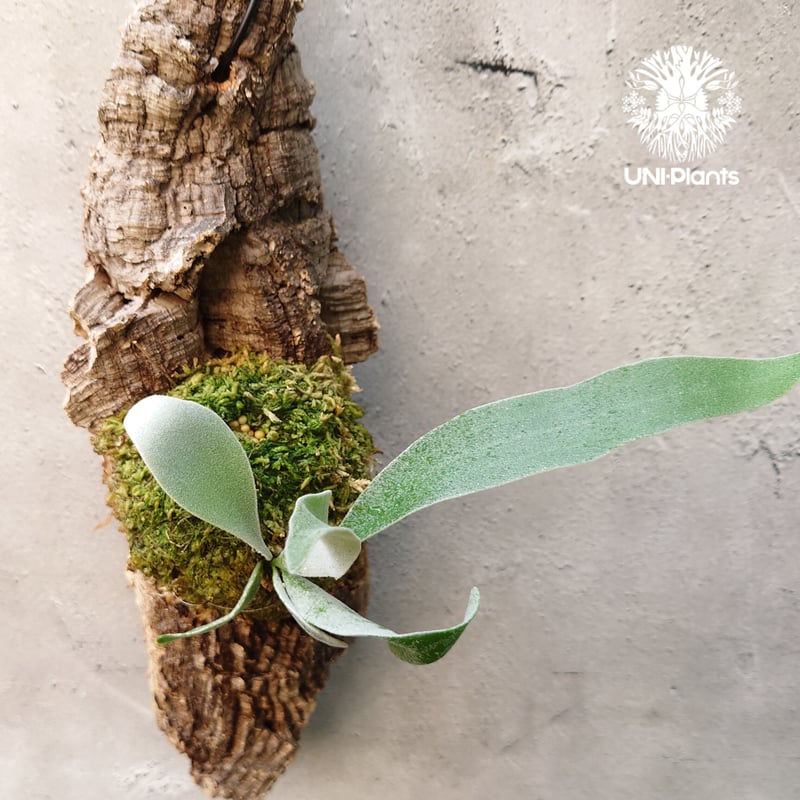 ビカクシダ ベイチー Patycerium veitchii コウモリラン ビカクシダ