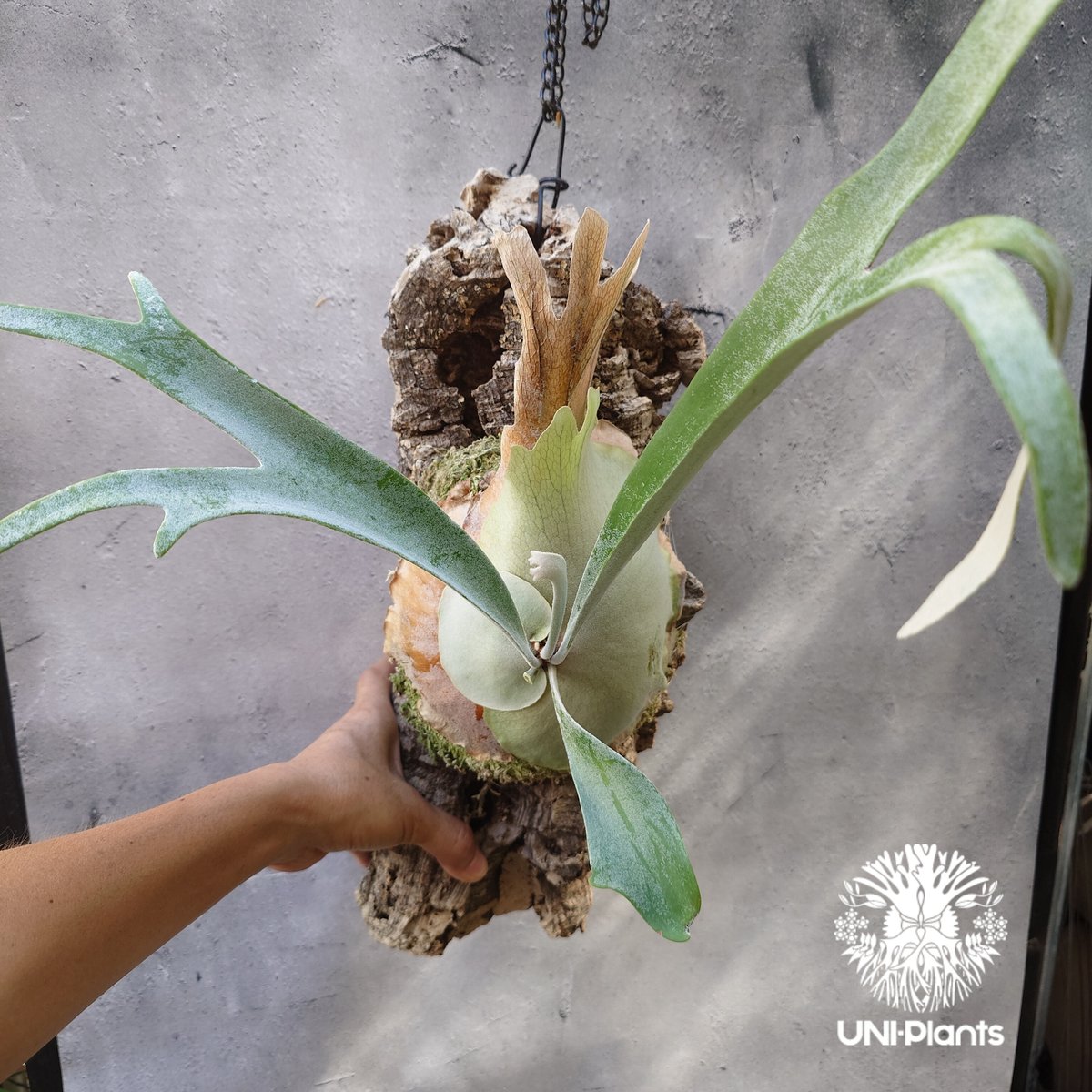 ビカクシダ ピューチャン Platycerium pewchan コウモリラン