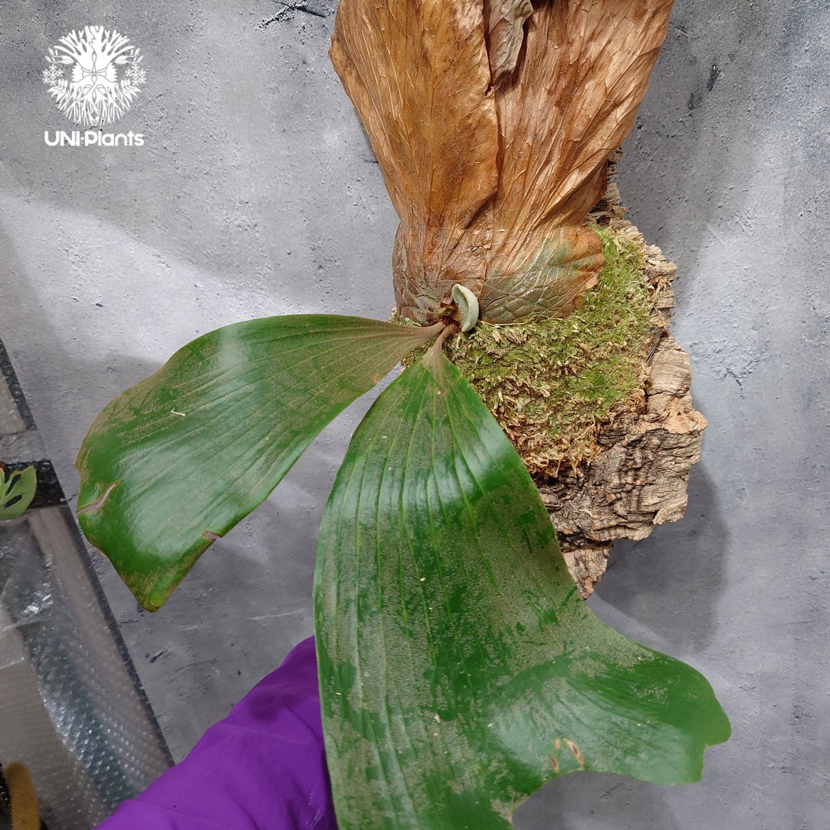 Platycerium elemaria (P. elephantotis x P. andi