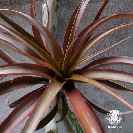 Tillandsia capitata “Marron” with Araujei ティランジア チランジア・カピタータ・マロン With アラウジェイ 珍奇植物 植物 エアプランツ ブロメリア