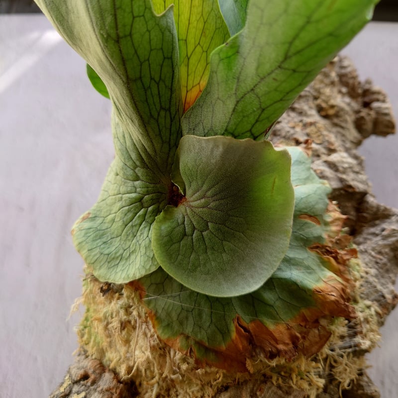 ビカクシダの女王　ワンダエ ビカクシダ ワンダエ Platycerium wandae コウモリラン