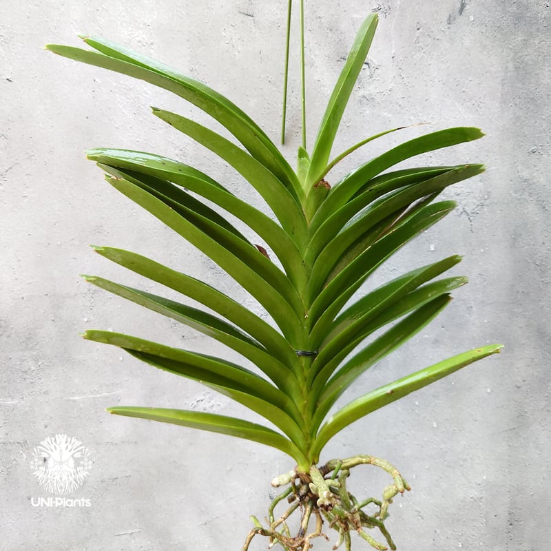 バンダ 洋蘭 Vanda orchid 大株 ラン 蘭 花が綺麗な洋ラン | UNI