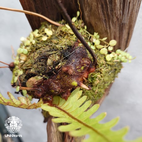 Drynaria rigidula `whitei ドリナリア·リギデュラ'ホワイティ' 流木仕立て 観葉植物 珍奇植物 植物 着生植物 インテリア植物 珍しい シダ植物