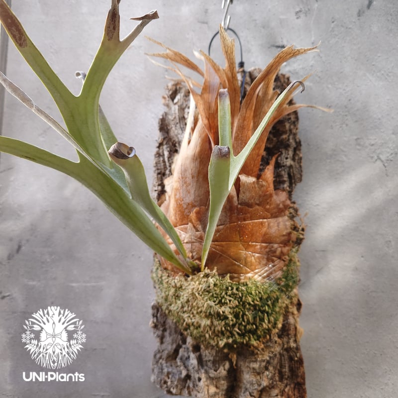 ビカクシダ ベイチー(子株) Platycerium veitchii(pup) コウモリラン