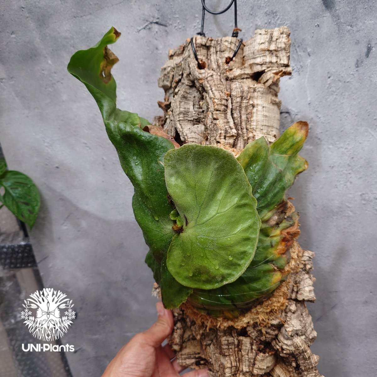 ビカクシダ　グランデ　platycerium grande Platycerium grande ビカクシダ グランデ ビカクシダ原種 植物 シダ