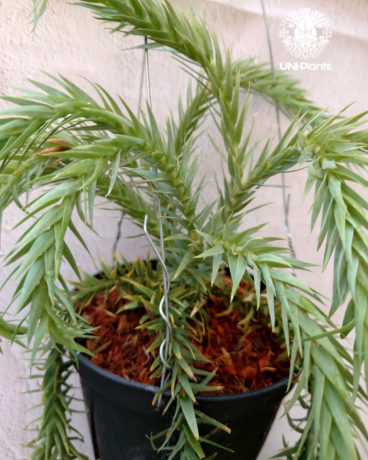 Phlegmariurus goebelii (=Huperzia goebelii) フレグ