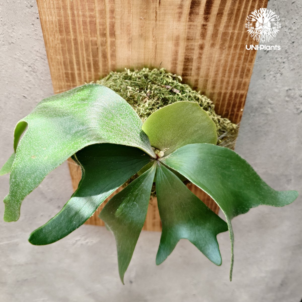 ⌘ビカクシダ⌘ Platycerium alcicorne アルシコルネ ビカクシダ アルシコルネ Platycerium alcicorne コウモリラン