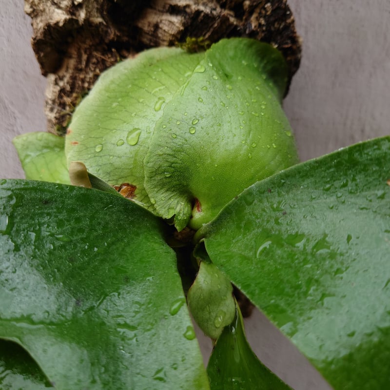 ビカクシダ エリシー Platycerium ellisii コウモリラン ビカクシダ エリシー Platycerium ellisii コウモリラン