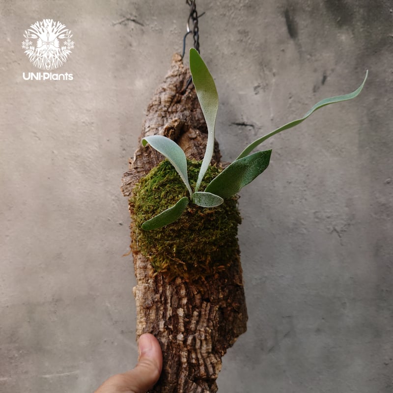 ビカクシダ ベイチー Patycerium veitchii コウモリラン ビカクシダ