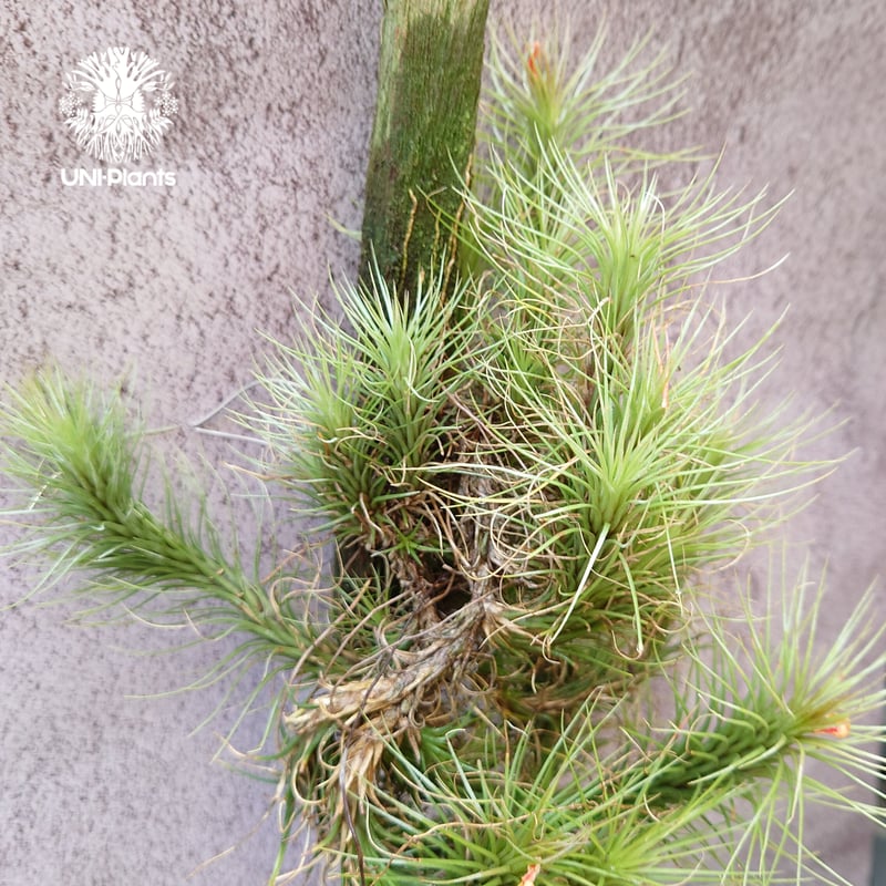 Tillandsia funckiana large form ティランジア チランジア・フン