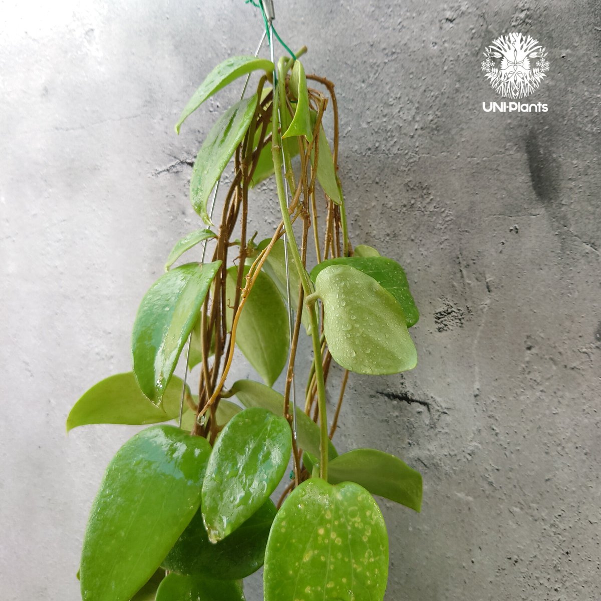 ホヤ アルドリッチ Hoya aldrichii ホヤ植物 サクララン