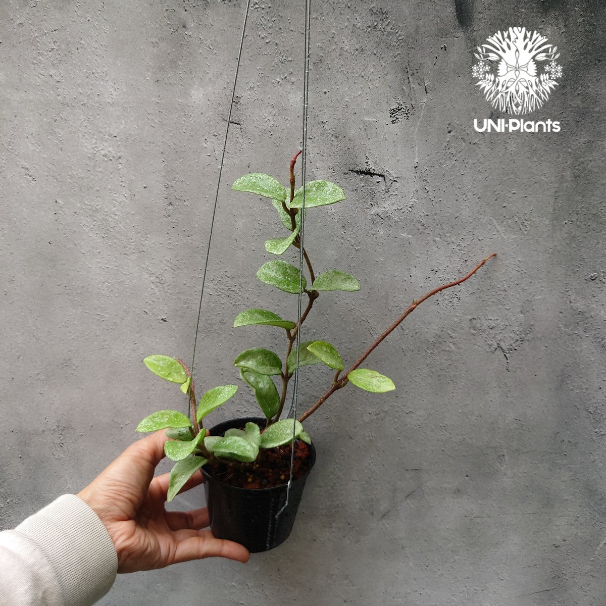 Hoya Carnosa Nova Ghost ホヤ カルノーサ ノバ ゴースト ホヤ Hoya Carnosa Nova Ghost ホヤ カルノーサ ノバ ゴースト ホヤ