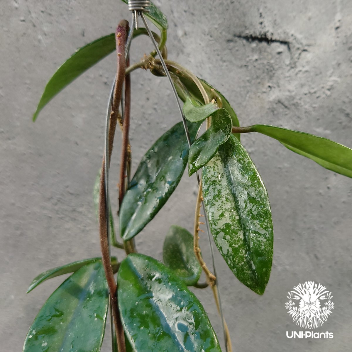 Hoya carnosa wilbur graves china ホヤ カルノサ ウィバー グ Hoya carnosa wilbur graves china ホヤ カルノサ ウィバー グ