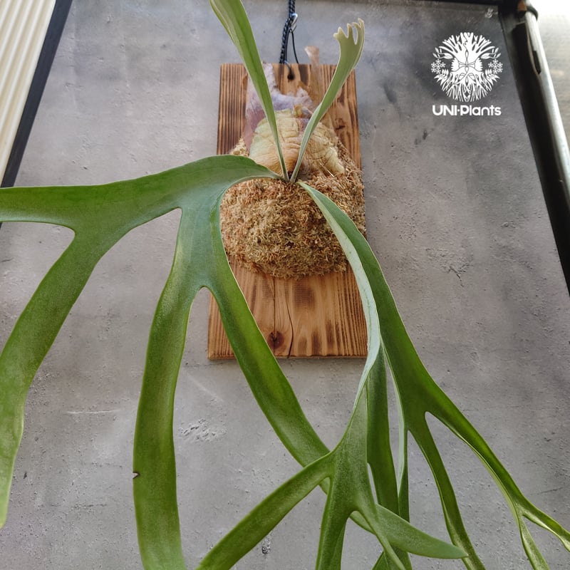 初入荷! ビカクシダ ピューチャン コンパクト Platycerium 初入荷! ビカクシダ ピューチャン コンパクト Platycerium