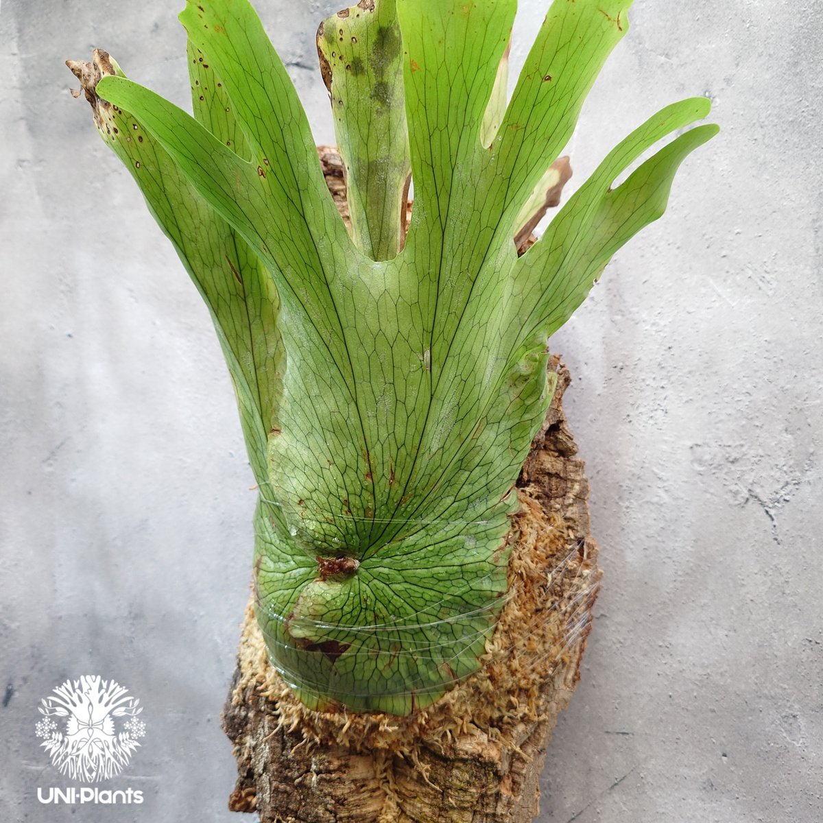 ビカクシダ ワンダエ【P. wandae 】 Platycerium wandae wild ビカクシダ ワンダエ ワイルド株 ビカクシダ