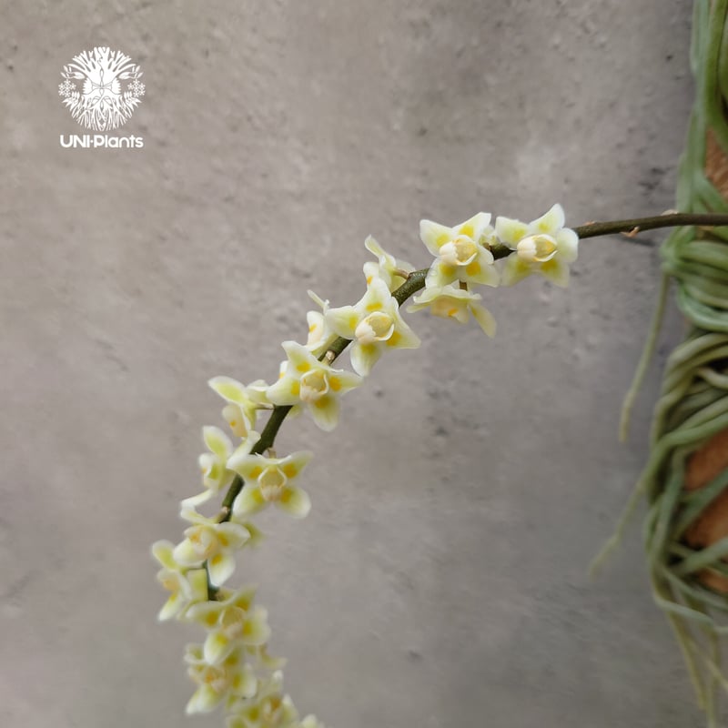 キロスキスタ ビリディフラバ Chiloschista viridiflava 着生