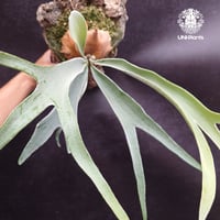 Platycerium willinckii wild East Java (pup) ビカク