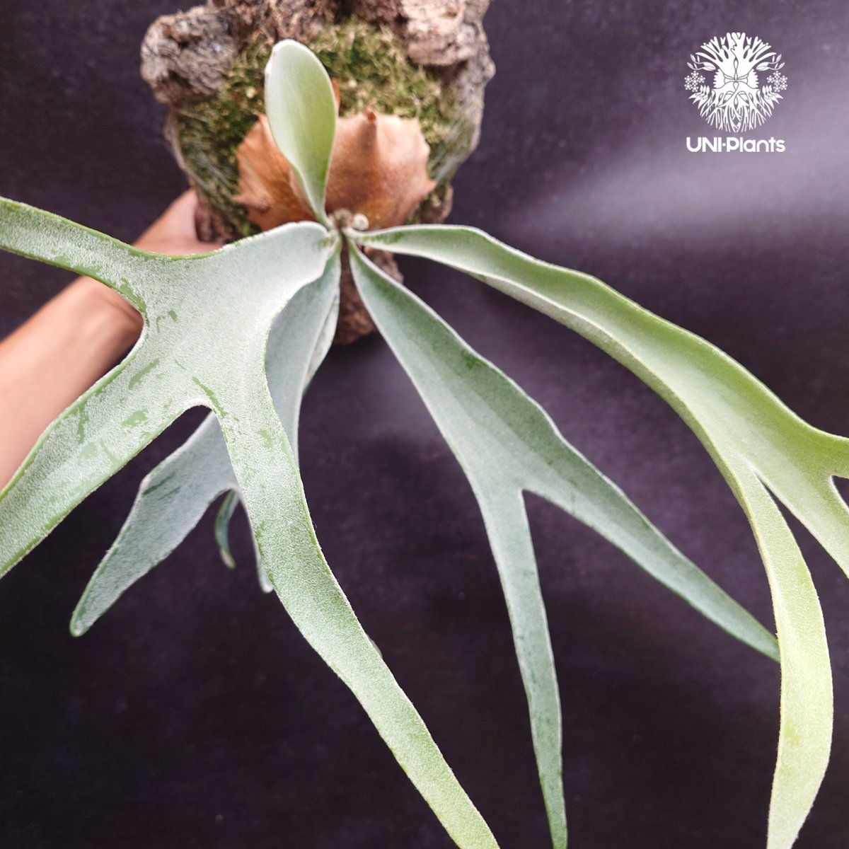 ビカクシダ ベイチー(子株) Platycerium veitchii(pup) コウモリラン