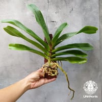 セイデンファデニア ミトラタ Seidenfadenia mitrata 着生植物 珍しい ...