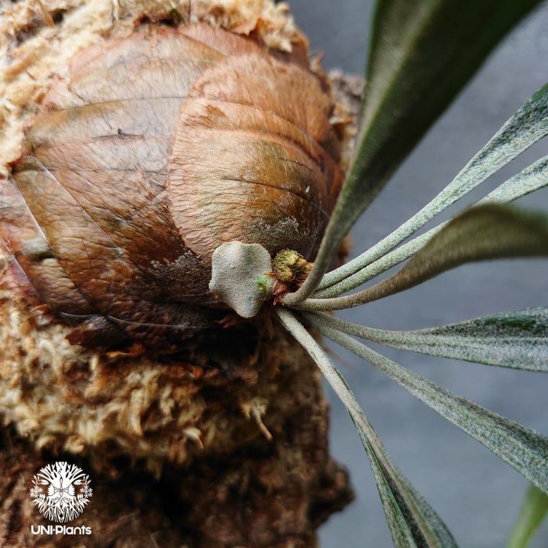 Platycerium sp.Mt.Lewis Thin & dwarf `Little ki