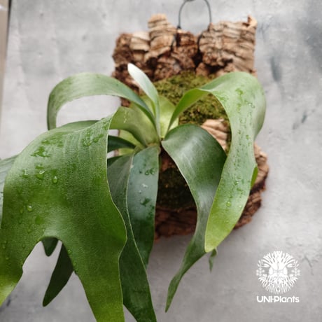 ビカクシダ ヒリー パナマ Platycerium hillii Panama ビカクシダヒリー  シダ植物 ビカクシダ原種 ビカクシダ着生コルク 着生植物