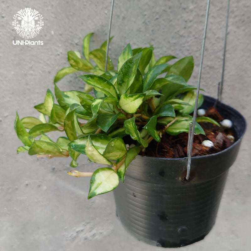 Hoya Lacunosa Bruno ホヤ ラクノーサ ブルーノ 斑入り ホヤ植物 ホヤ