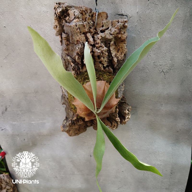 ビカクシダ ビフルカツム Platycerium bifurcatum コウモリラン 