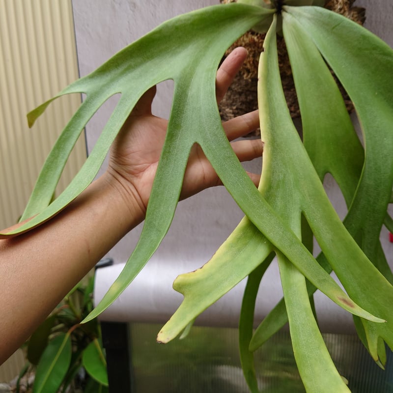ビカクシダ ウィリンキーcv.インドネシア Platycerium