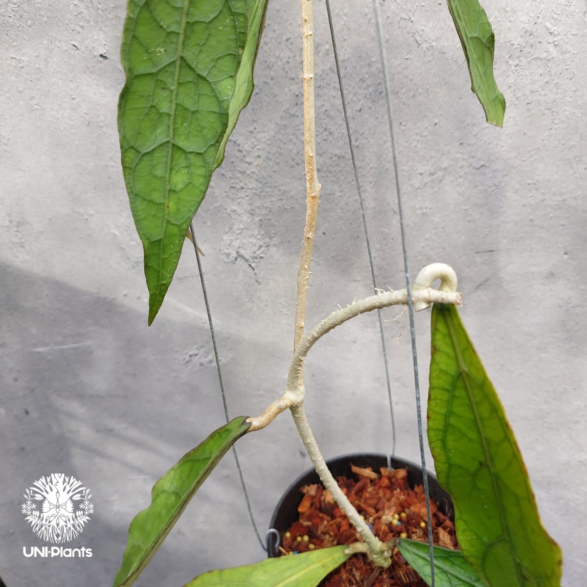 限定1株入荷 Hoya Clemensiorum long leaves ホヤ クレメンシオ