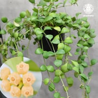 【タイ直輸入】ホヤ ヘウスケリアナ イエロー｜珍品・着生植物・つる性植物｜Hoya Heuschkeliana yellow